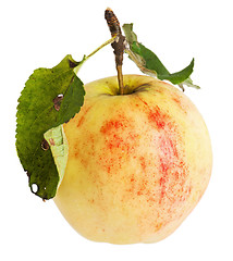 Image showing Beautiful ripe apples, background