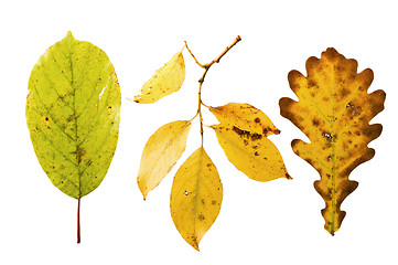 Image showing The autumn fallen down leaves it is isolated on the white