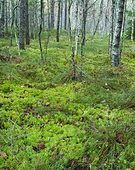 Image showing Autumn landscape on a bog