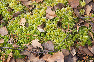 Image showing Moss on a bog, a close up