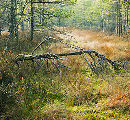 Image showing Autumn landscape on a bog