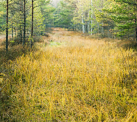 Image showing Autumn landscape on a bog