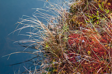 Image showing Autumn landscape on a bog