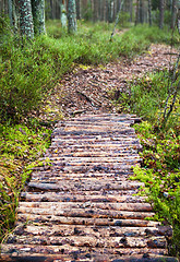 Image showing Footpath the leader in pine wood