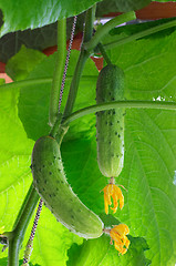 Image showing Fresh cucumbers