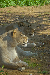 Image showing Lions