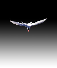 Image showing Arctic Tern