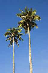 Image showing Coconut Trees