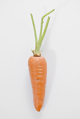 Image showing Carrot