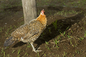 Image showing Chicken