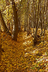 Image showing Ravine in autumn woods