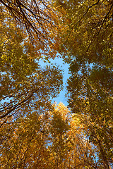 Image showing Crown of various autumn trees