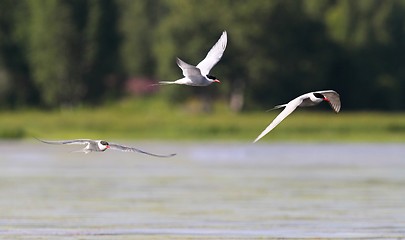 Image showing Arcitc Terns