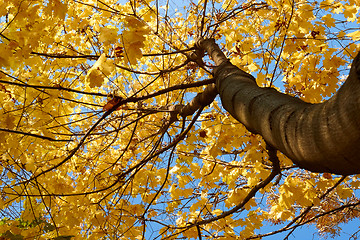 Image showing Maple tree crown