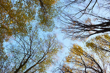 Image showing Crown of different autumn trees