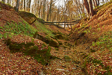 Image showing Ravine in the forest