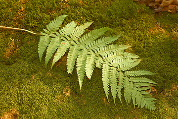 Image showing Ferns leaf on the moss