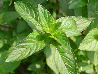 Image showing Peppermint picture