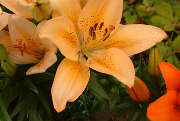 Image showing peach lily