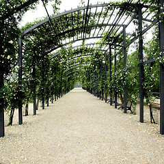 Image showing Garden pergola