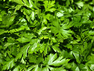 Image showing Parsley picture