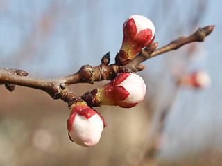 Image showing Peach tree flower
