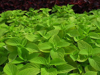 Image showing Coleus Nettle plant