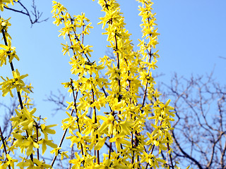 Image showing Forsythia picture