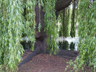 Image showing Weeping Willow