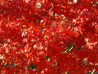 Image showing Maple leaves