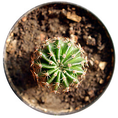 Image showing Cactus picture