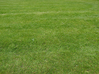 Image showing Grass meadow