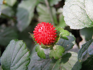 Image showing Strawberries