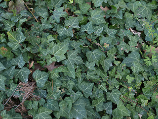 Image showing Ivy picture