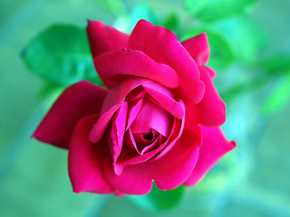 Image showing Rose picture