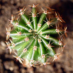 Image showing Cactus picture