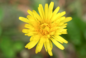 Image showing Chicory flower