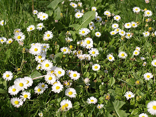 Image showing Daisy picture