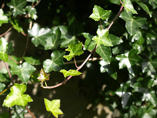 Image showing Ivy picture