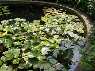 Image showing Water lily Nimphaea