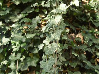 Image showing Ivy picture