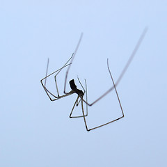 Image showing Spider