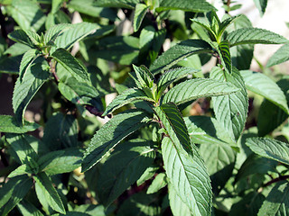 Image showing Peppermint