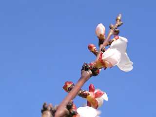 Image showing Fruit tree flowers