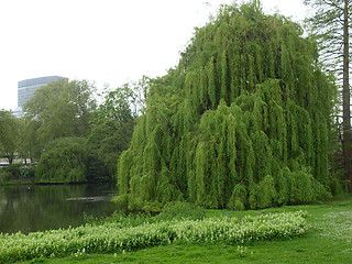 Image showing Weeping Willow