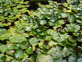 Image showing Water lily Nimphaea