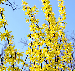 Image showing Forsythia picture