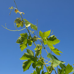 Image showing Grapevine vitis