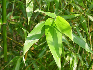 Image showing Leaf picture