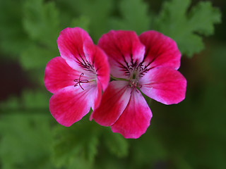 Image showing Geranium